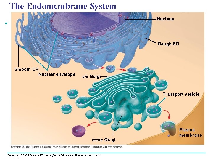 The Endomembrane System Nucleus Rough ER Smooth ER Nuclear envelope cis Golgi Transport vesicle