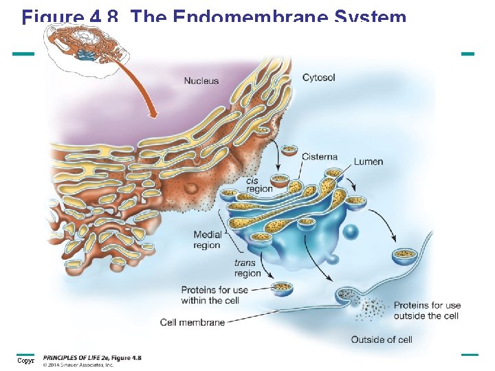 Figure 4. 8 The Endomembrane System Copyright © 2005 Pearson Education, Inc. publishing as