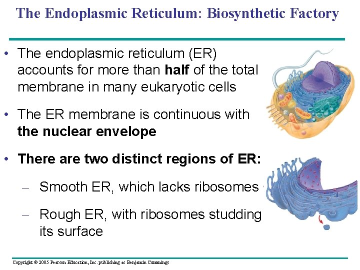 The Endoplasmic Reticulum: Biosynthetic Factory • The endoplasmic reticulum (ER) accounts for more than