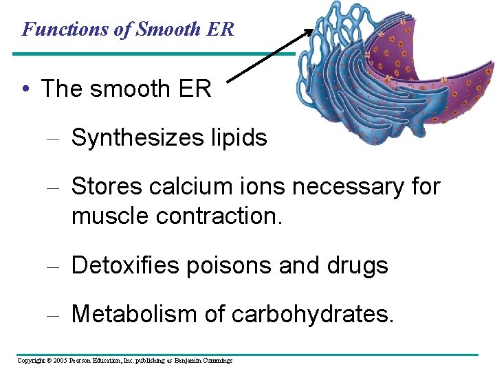 Functions of Smooth ER • The smooth ER – Synthesizes lipids – Stores calcium