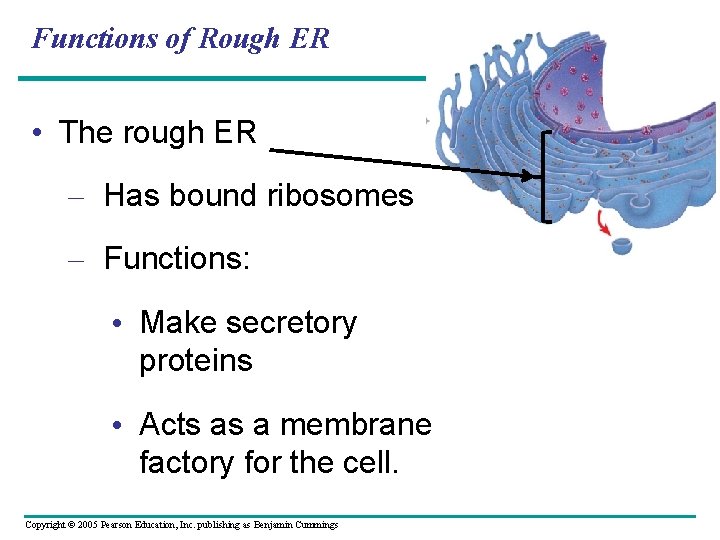 Functions of Rough ER • The rough ER – Has bound ribosomes – Functions: