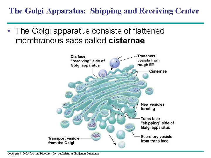 The Golgi Apparatus: Shipping and Receiving Center • The Golgi apparatus consists of flattened