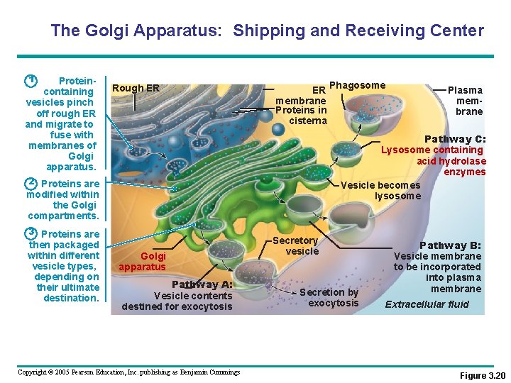 The Golgi Apparatus: Shipping and Receiving Center 1 Proteincontaining vesicles pinch off rough ER