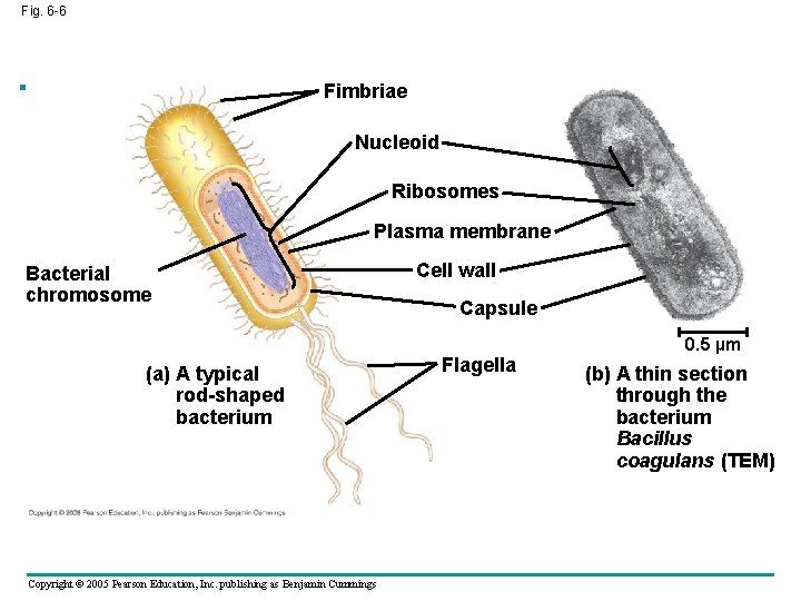 Fig. 6 -6 Fimbriae Nucleoid Ribosomes Plasma membrane Bacterial chromosome (a) A typical rod-shaped