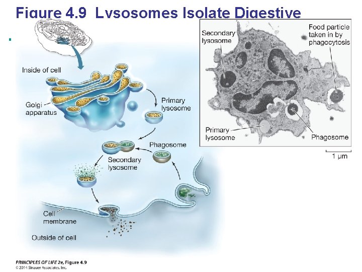 Figure 4. 9 Lysosomes Isolate Digestive Enzymes from the Cytoplasm Copyright © 2005 Pearson