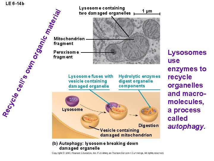 LE 6 -14 b 1 µm Mitochondrion fragment Peroxisome fragment Lysosome fuses with vesicle