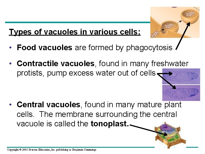 Types of vacuoles in various cells: • Food vacuoles are formed by phagocytosis •