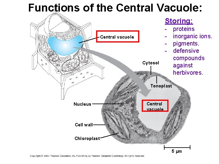 Functions of the Central Vacuole: Storing: - Central vacuole proteins inorganic ions. pigments. defensive