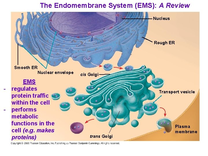 The Endomembrane System (EMS): A Review Nucleus Rough ER Smooth ER Nuclear envelope -