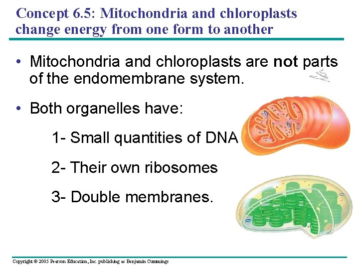 Concept 6. 5: Mitochondria and chloroplasts change energy from one form to another •