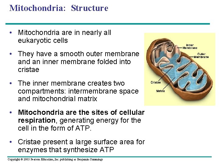 Mitochondria: Structure • Mitochondria are in nearly all eukaryotic cells • They have a