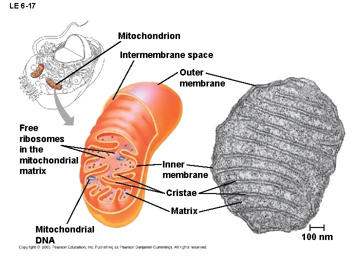 LE 6 -17 Mitochondrion Intermembrane space Outer membrane Free ribosomes in the mitochondrial matrix