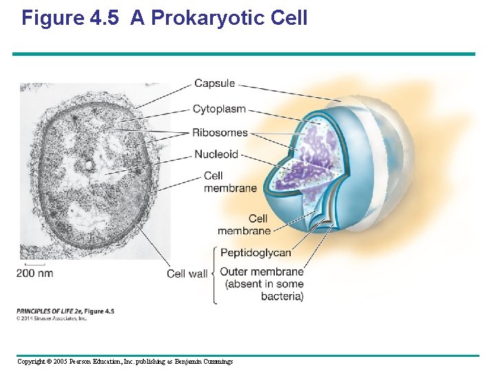 Figure 4. 5 A Prokaryotic Cell Copyright © 2005 Pearson Education, Inc. publishing as