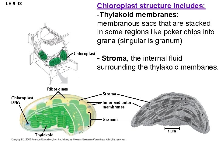 LE 6 -18 Chloroplast structure includes: -Thylakoid membranes: membranous sacs that are stacked in