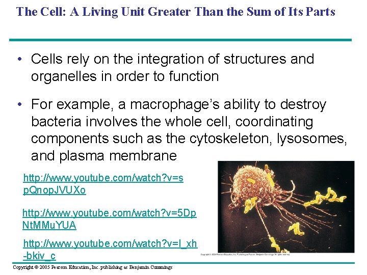 The Cell: A Living Unit Greater Than the Sum of Its Parts • Cells