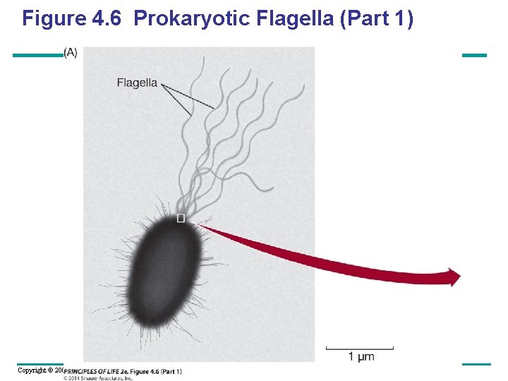 Figure 4. 6 Prokaryotic Flagella (Part 1) Copyright © 2005 Pearson Education, Inc. publishing