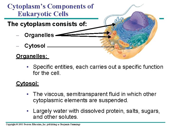 Cytoplasm’s Components of Eukaryotic Cells The cytoplasm consists of: – Organelles – Cytosol Organelles:
