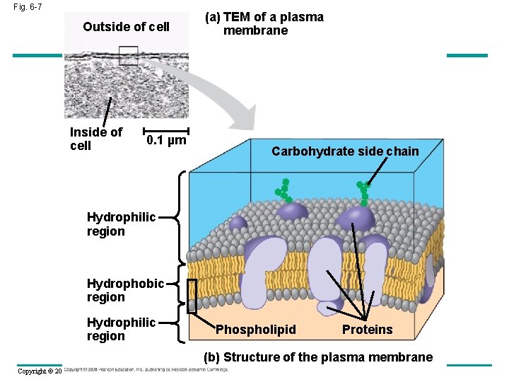 Fig. 6 -7 Outside of cell Inside of cell (a) TEM of a plasma