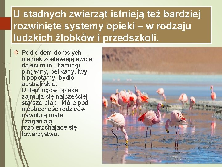 U stadnych zwierząt istnieją też bardziej rozwinięte systemy opieki – w rodzaju ludzkich żłobków