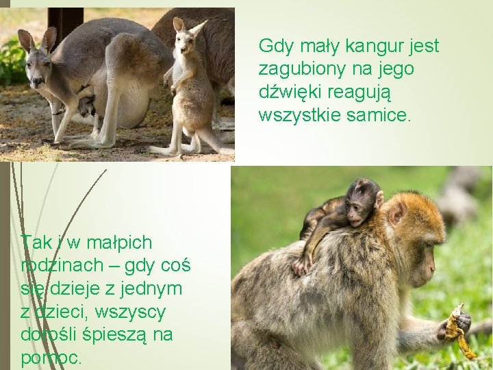 Gdy mały kangur jest zagubiony na jego dźwięki reagują wszystkie samice. Tak i w