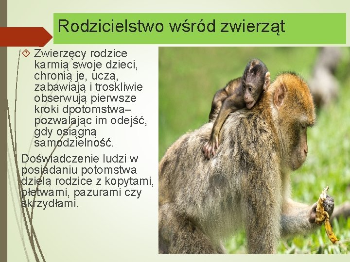 Rodzicielstwo wśród zwierząt Zwierzęcy rodzice karmią swoje dzieci, chronią je, uczą, zabawiają i troskliwie