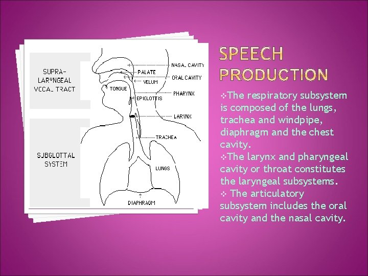 v. The respiratory subsystem is composed of the lungs, trachea and windpipe, diaphragm and
