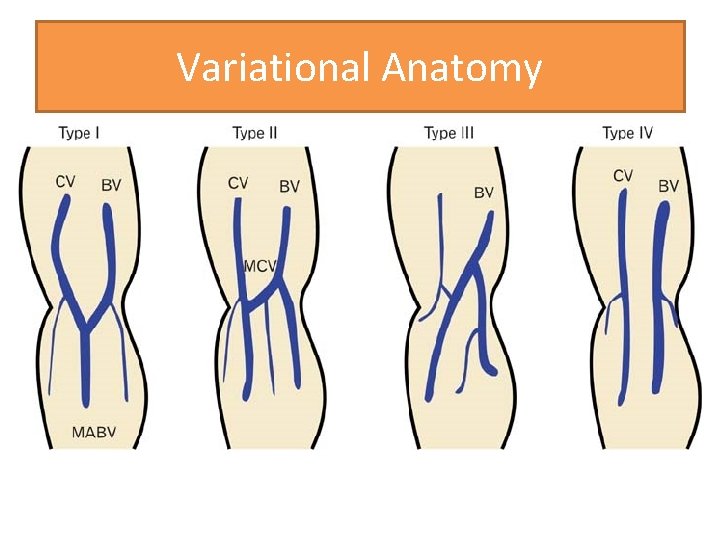 Variational Anatomy 