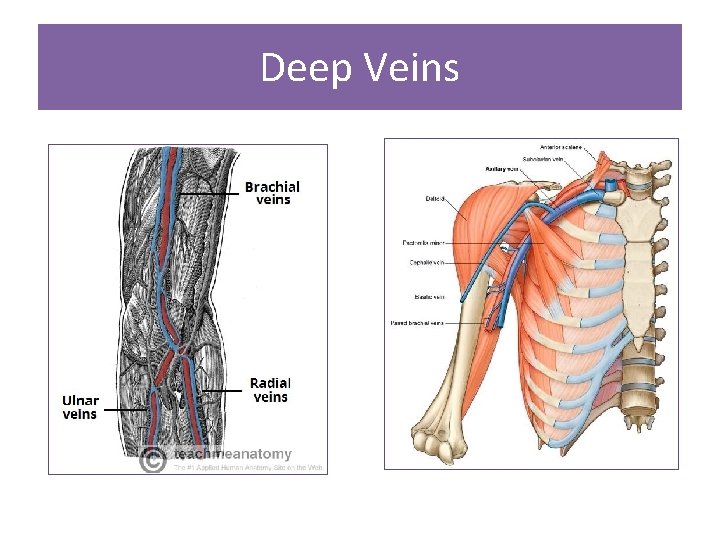Deep Veins 