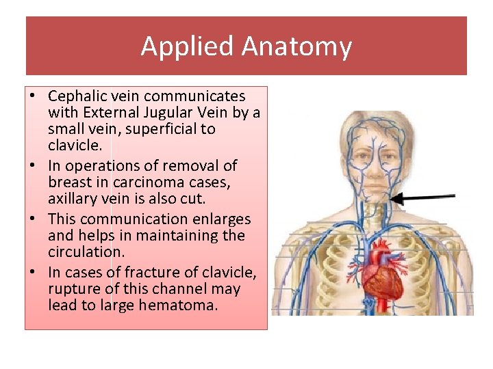 Applied Anatomy • Cephalic vein communicates with External Jugular Vein by a small vein,