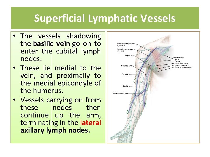 Superficial Lymphatic Vessels • The vessels shadowing the basilic vein go on to enter