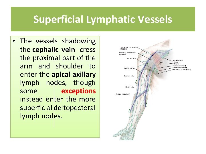 Superficial Lymphatic Vessels • The vessels shadowing the cephalic vein cross the proximal part