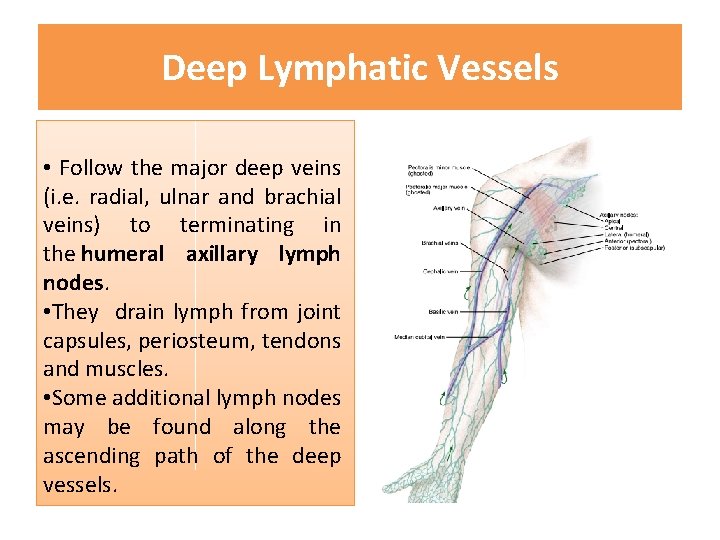 Deep Lymphatic Vessels • Follow the major deep veins (i. e. radial, ulnar and