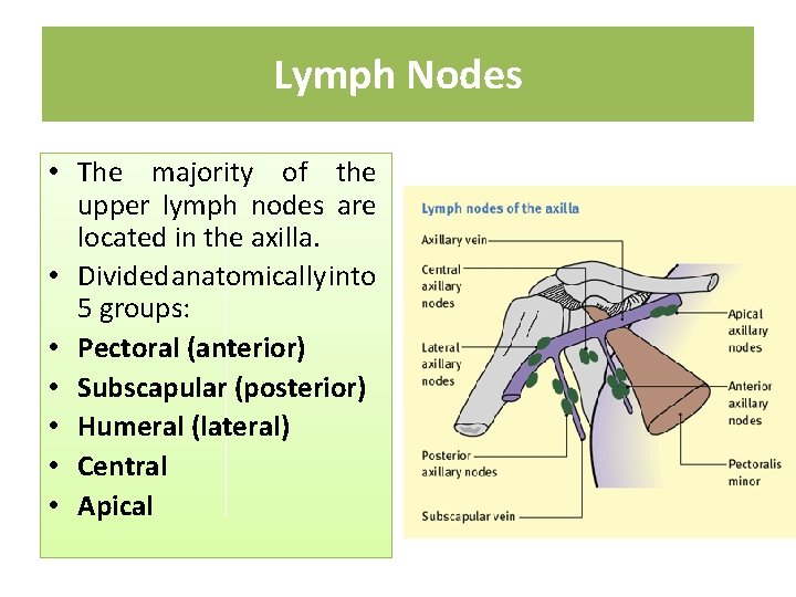 Lymph Nodes • The majority of the upper lymph nodes are located in the