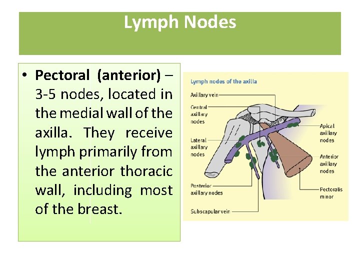 Lymph Nodes • Pectoral (anterior) – 3 -5 nodes, located in the medial wall