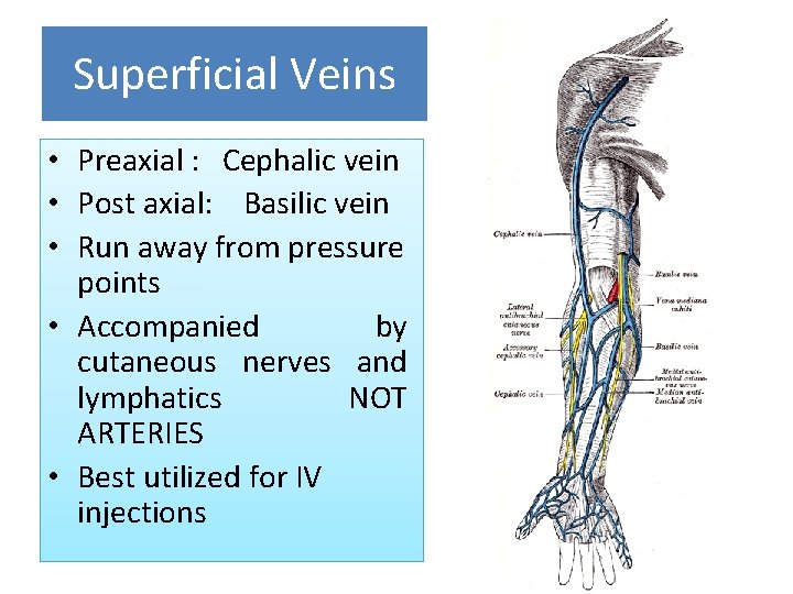 Superficial Veins • Preaxial : Cephalic vein • Post axial: Basilic vein • Run