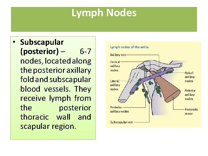 Lymph Nodes • Subscapular (posterior) – 6 -7 nodes, located along the posterior axillary