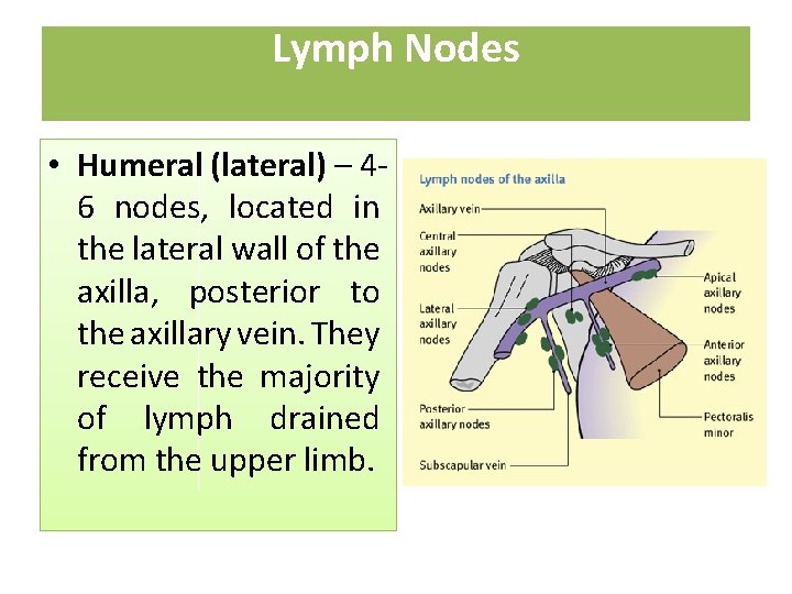 Lymph Nodes • Humeral (lateral) – 46 nodes, located in the lateral wall of