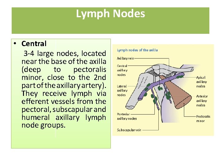 Lymph Nodes • Central 3 -4 large nodes, located near the base of the