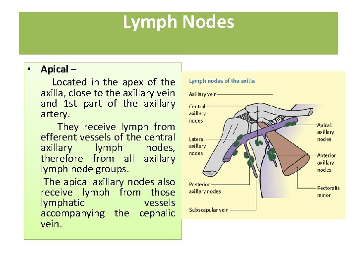 Lymph Nodes • Apical – Located in the apex of the axilla, close to