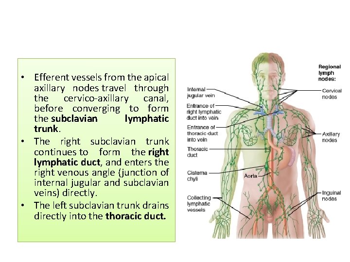  • Efferent vessels from the apical axillary nodes travel through the cervico-axillary canal,