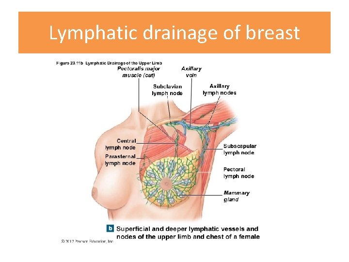 Lymphatic drainage of breast 