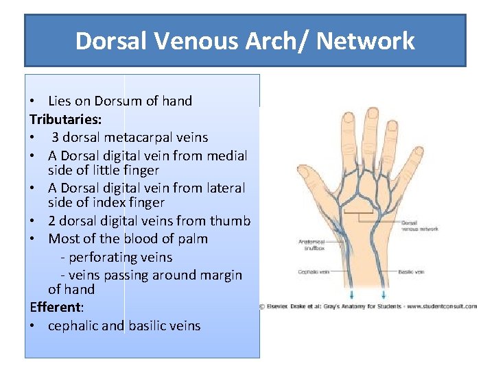 Dorsal Venous Arch/ Network • Lies on Dorsum of hand Tributaries: • 3 dorsal