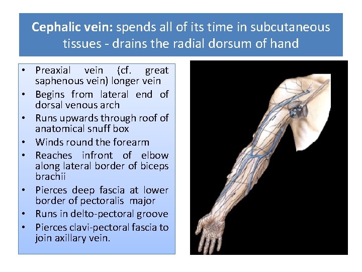 Cephalic vein: spends all of its time in subcutaneous tissues - drains the radial