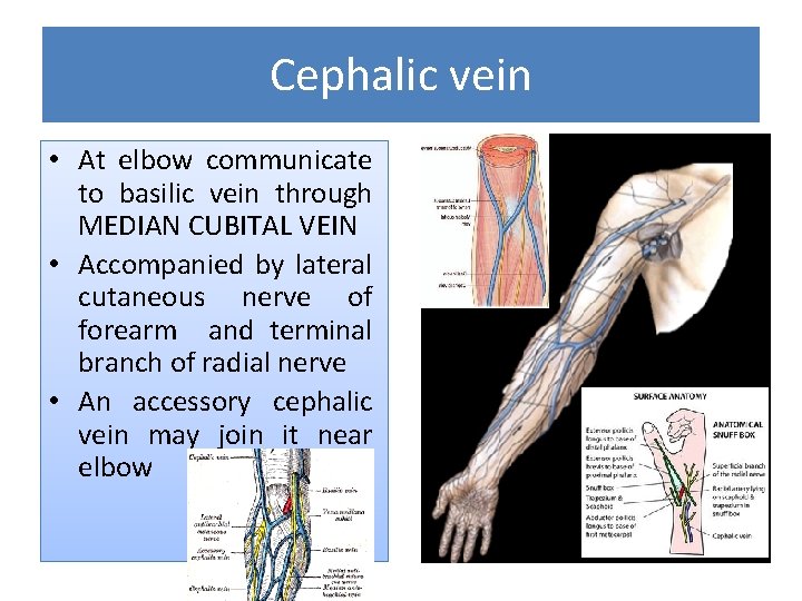 Cephalic vein • At elbow communicate to basilic vein through MEDIAN CUBITAL VEIN •