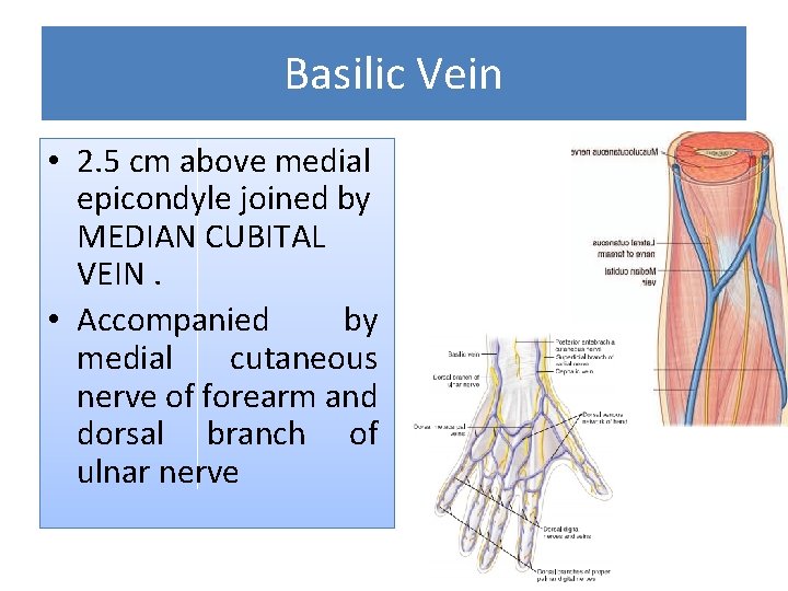 Basilic Vein • 2. 5 cm above medial epicondyle joined by MEDIAN CUBITAL VEIN.