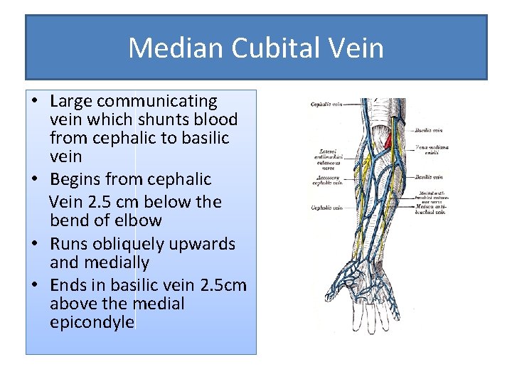 Median Cubital Vein • Large communicating vein which shunts blood from cephalic to basilic