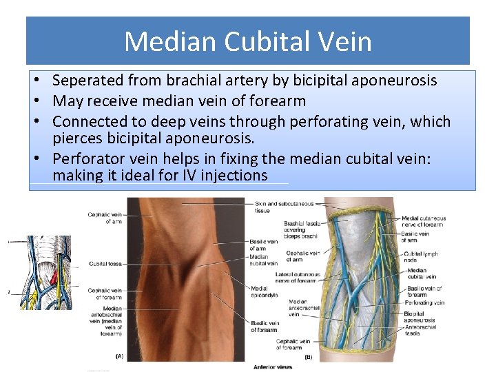 Median Cubital Vein • Seperated from brachial artery by bicipital aponeurosis • May receive
