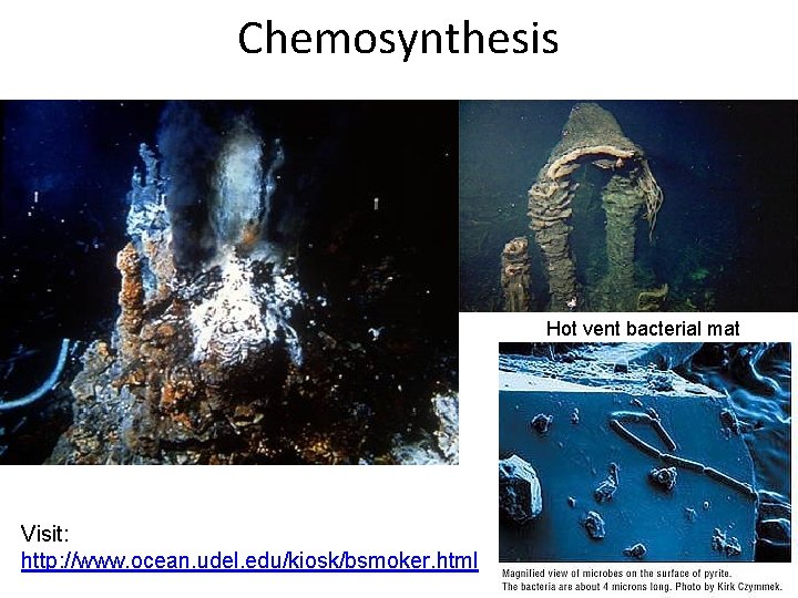 Chemosynthesis Hot vent bacterial mat Visit: http: //www. ocean. udel. edu/kiosk/bsmoker. html 