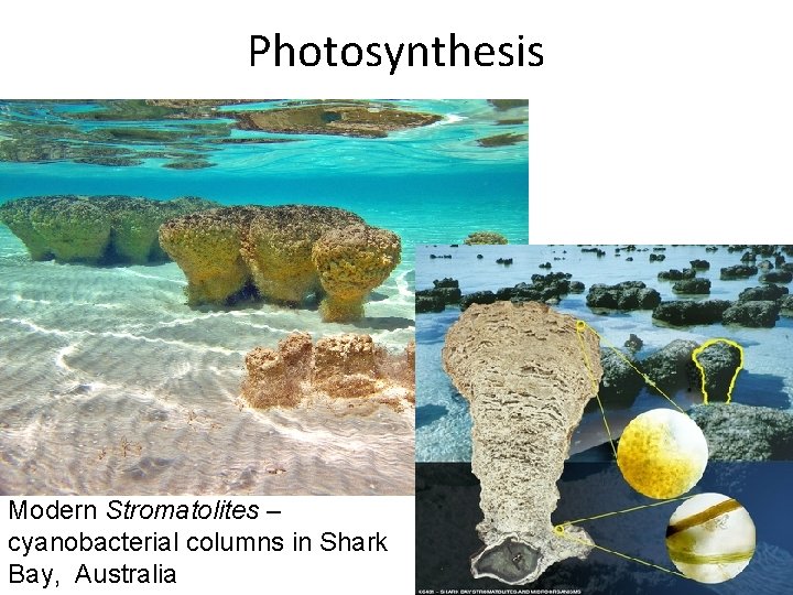 Photosynthesis Modern Stromatolites – cyanobacterial columns in Shark Bay, Australia 