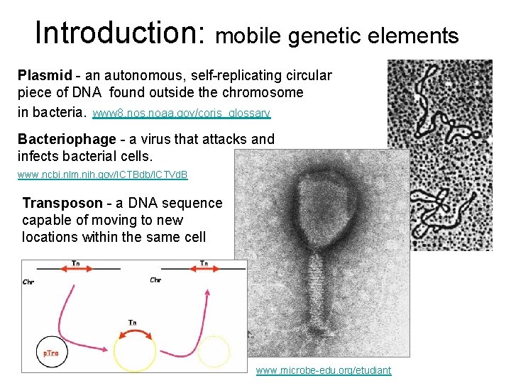 Introduction: mobile genetic elements Plasmid - an autonomous, self-replicating circular piece of DNA found Introduction: mobile genetic elements Plasmid - an autonomous, self-replicating circular piece of DNA found